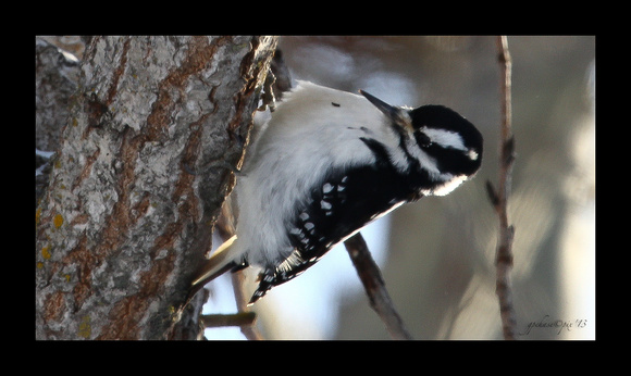 Downy Woodpecker - Picoides pubescens / Elk Island National Park